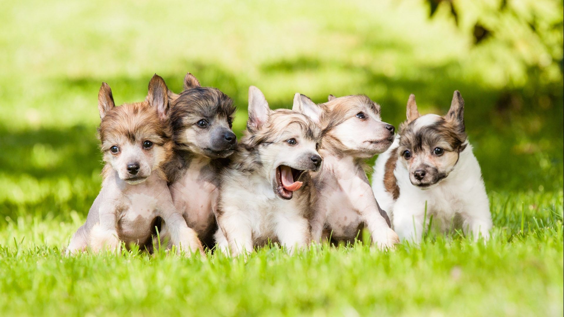 Cute Dogs and Puppies Wallpaper New Tab